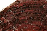 Black and Red Petrified Wood (Araucarioxylon) Stand-up - Arizona #199038-2